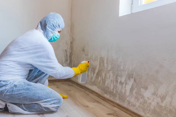 Licensed Mold Remediation service in Bloomfield, NJ - WQB Mold Removal